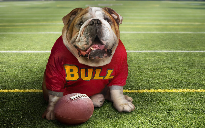 Bulldog on Football Field — Green, Playful