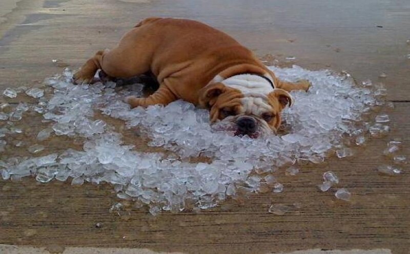 Bulldog on Ice