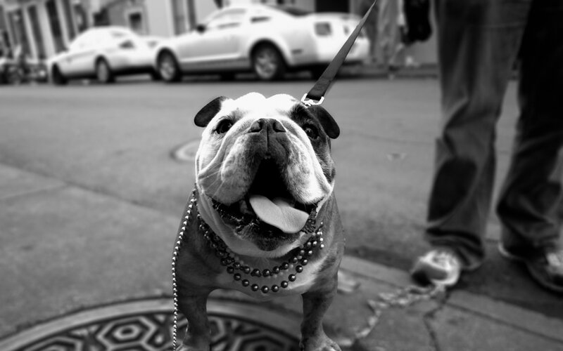 Bulldog on Leash
