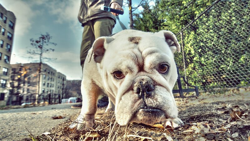 Bulldog on Leash — White