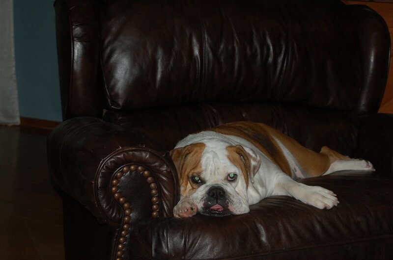 Bulldog on Leather Chair