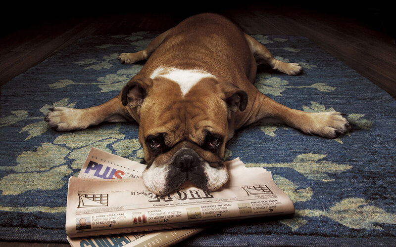 Bulldog on Newspaper — Blue