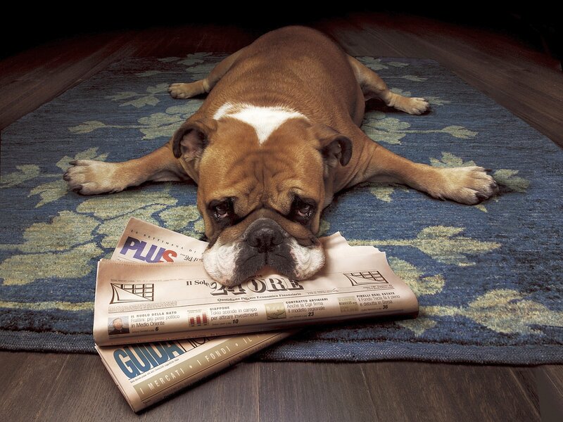 Bulldog on Newspaper — Brown
