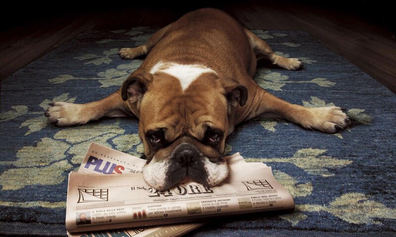 Bulldog on Rug — Blue