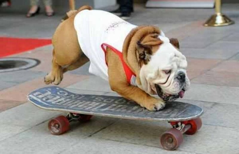 Bulldog on Skateboard — Brown