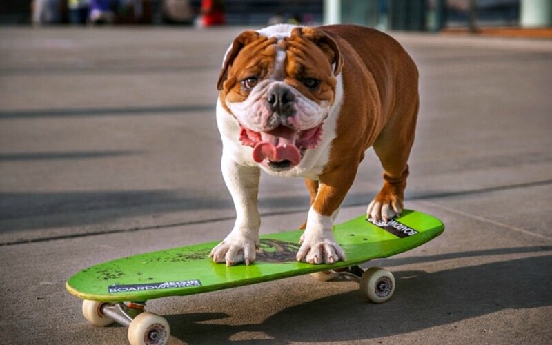 Bulldog on Skateboard — Green
