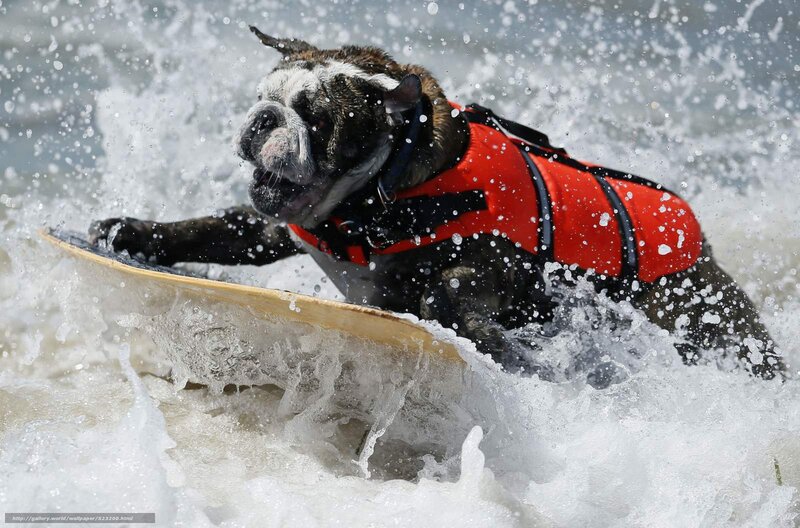 Bulldog on Surfboard — Red