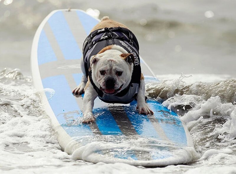 Bulldog on Surfboard