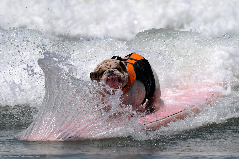Bulldog on Surfboard — White, Active