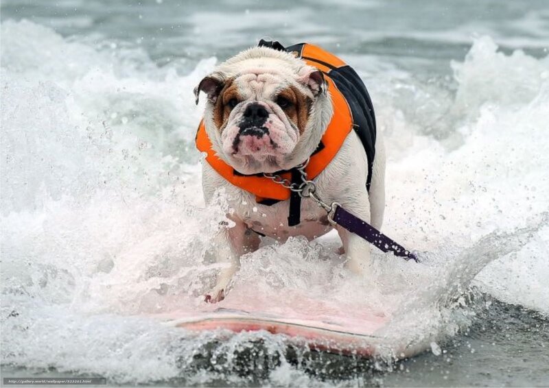 Bulldog on Surfboard — White