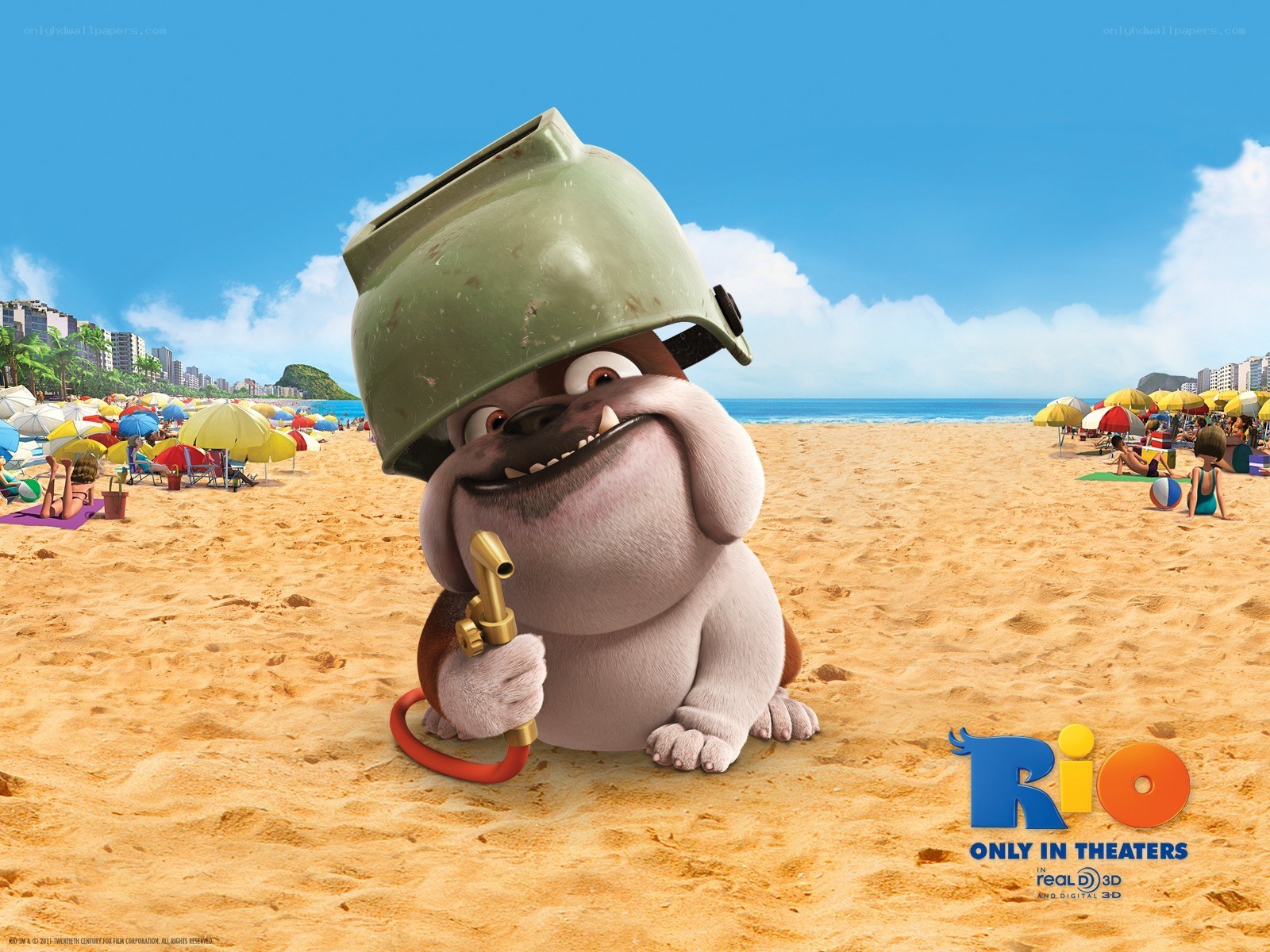 Bulldog on the beach