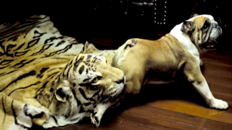 Bulldog on Tiger Rug — Brown