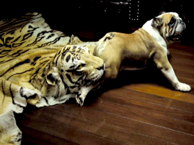 Bulldog on Tiger Rug