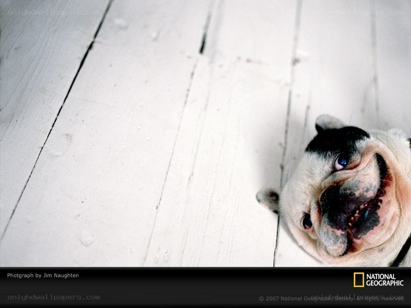 Bulldog on white floor