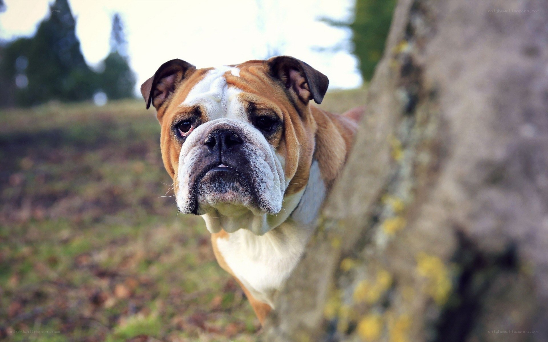 Bulldog peeking from behind tree