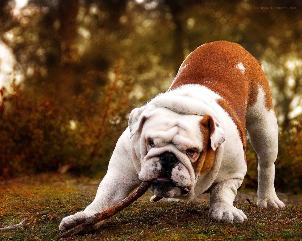 Bulldog playing with a stick