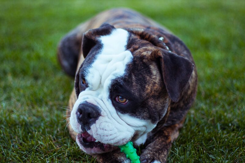 bulldog playing with toy
