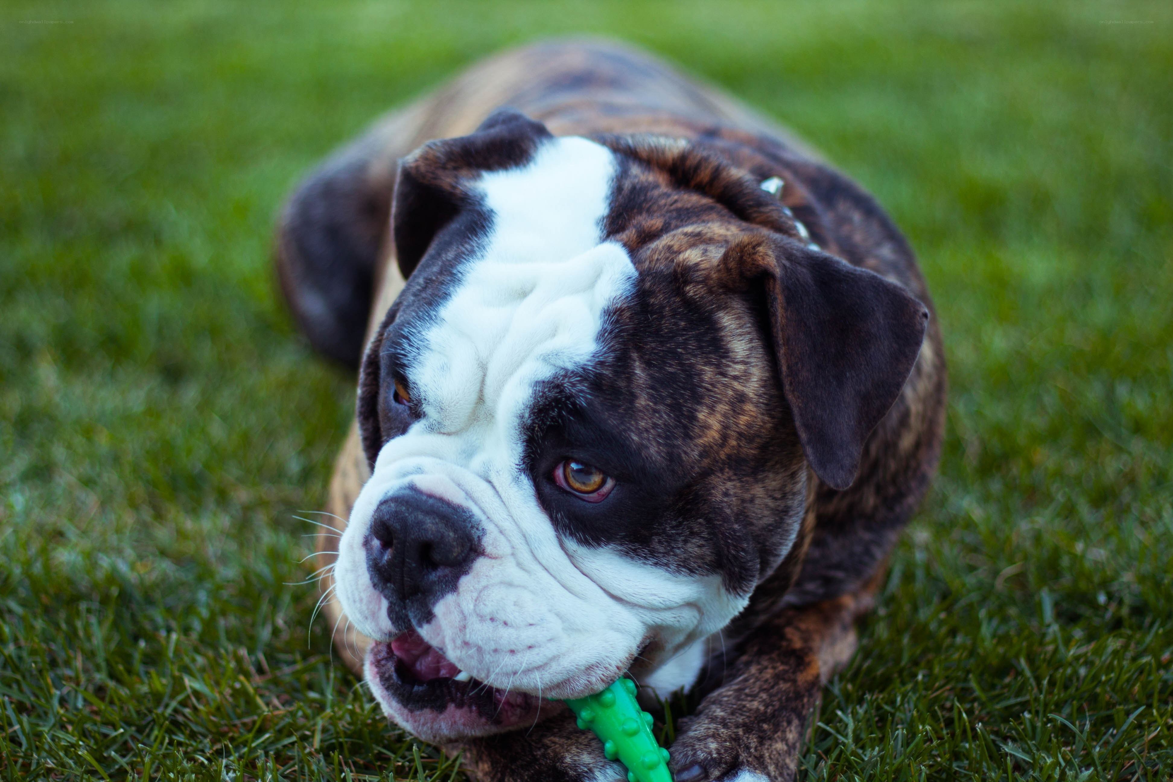 bulldog playing with toy