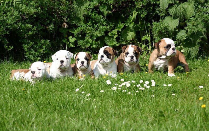 Bulldog puppies in a garden