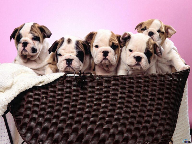 Bulldog Puppies in Basket