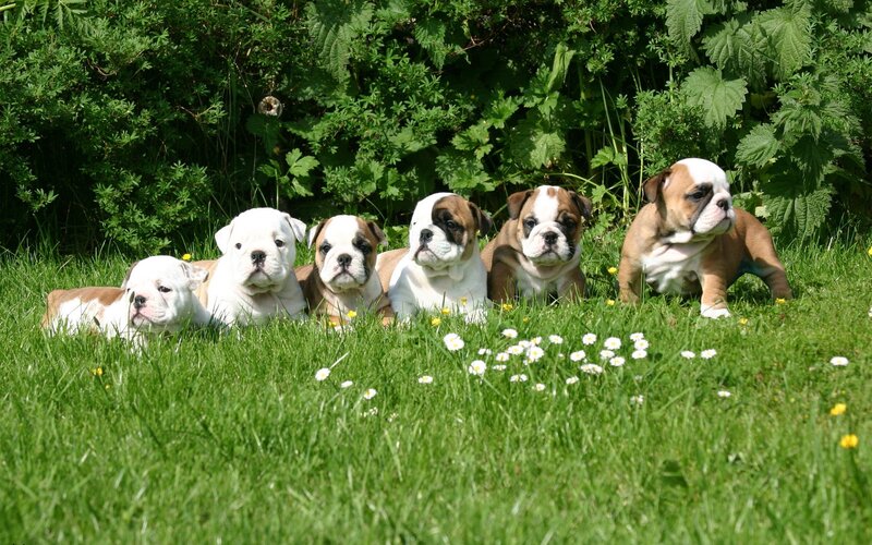 Bulldog Puppies in Grass