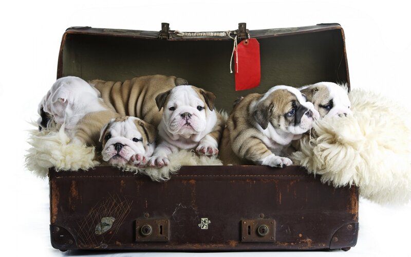 Bulldog Puppies in Suitcase