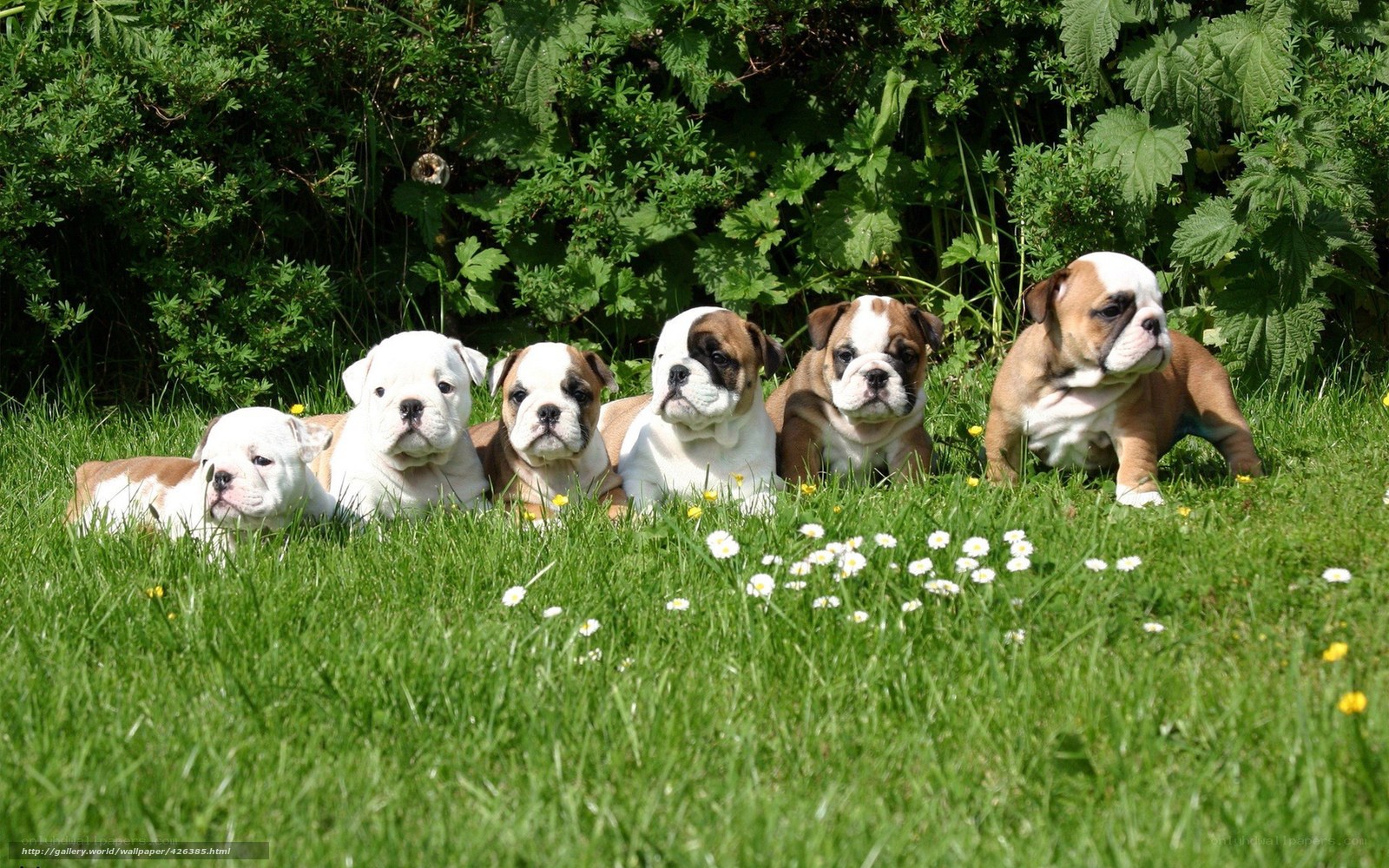 Bulldog puppies in the garden