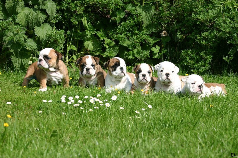 Bulldog puppies in the grass