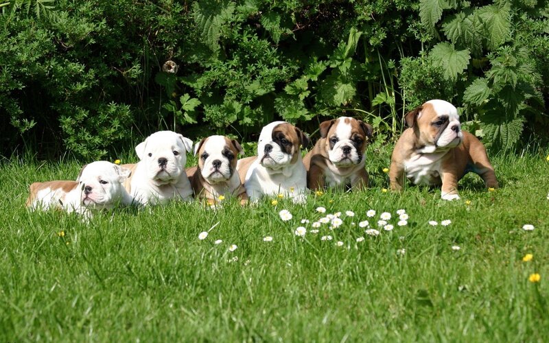 Bulldog puppies in the grass