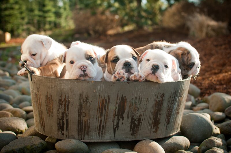 Bulldog Puppies in Tub