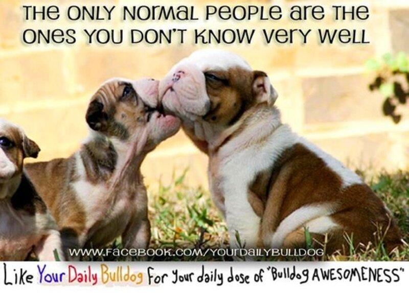 Bulldog Puppies