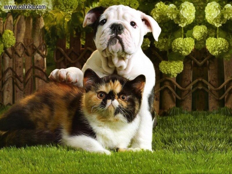 Bulldog Puppy and Cat