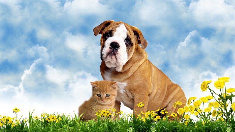 Bulldog Puppy and Kitten — Blue