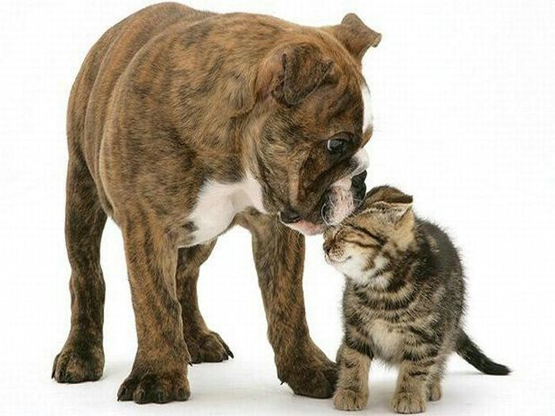 Bulldog Puppy and Kitten
