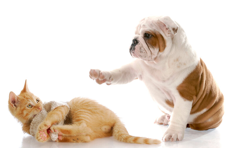 Bulldog Puppy and Kitten — White