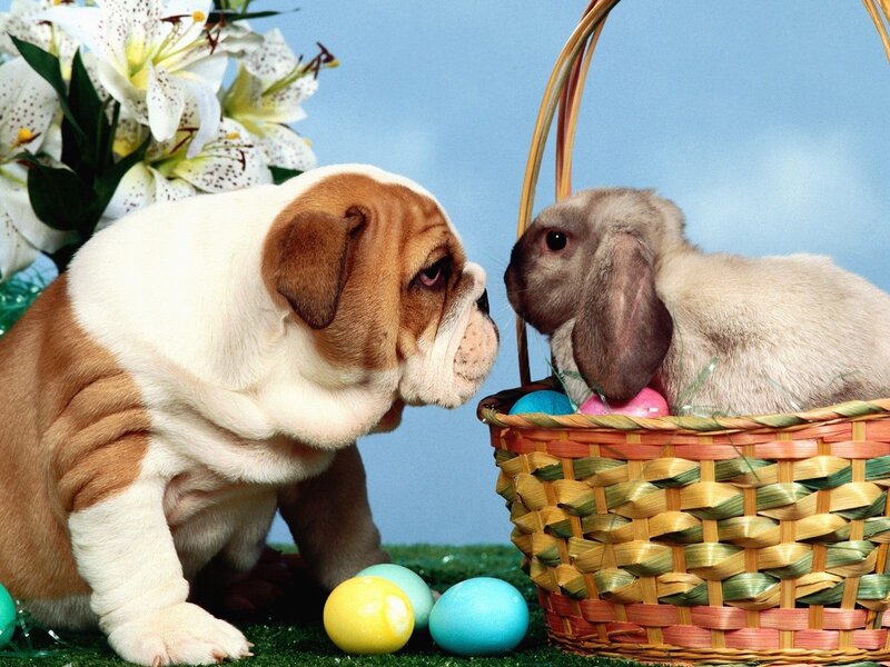Bulldog Puppy and Rabbit — Blue, Calm