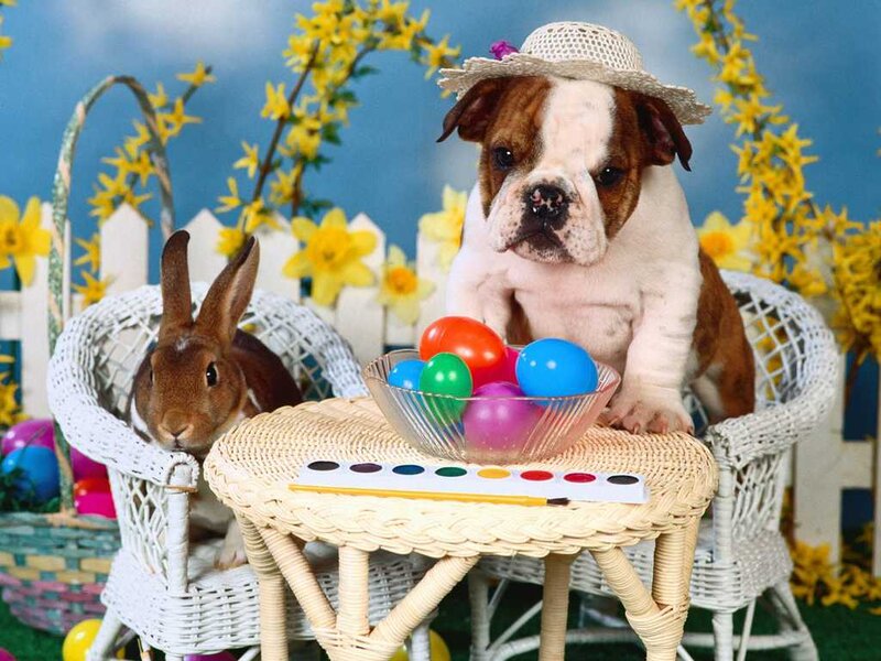 Bulldog Puppy and Rabbit — Blue, Festive