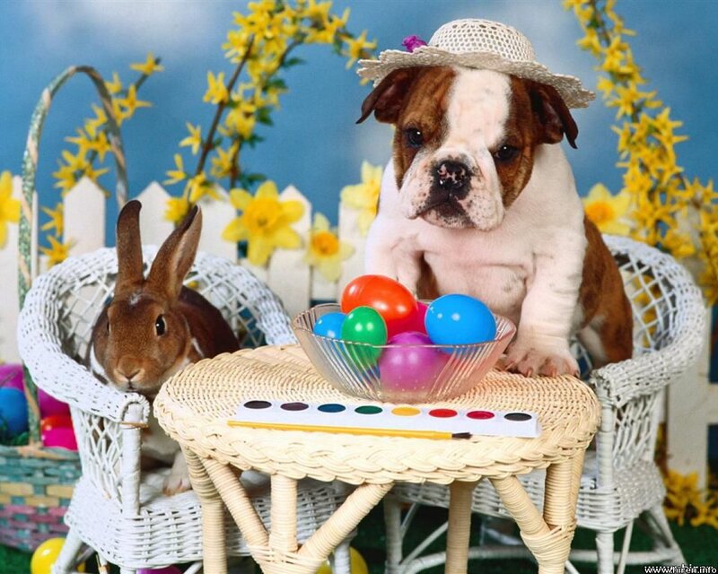 Bulldog Puppy and Rabbit — Blue