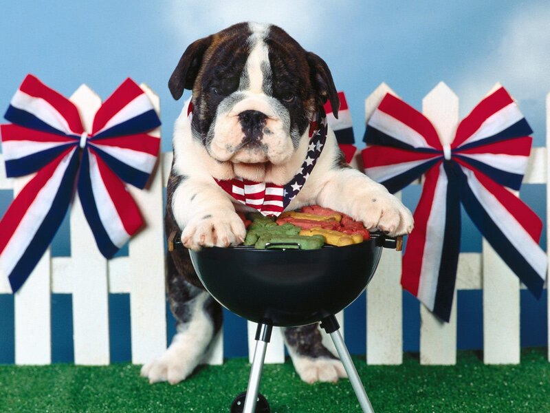 Bulldog Puppy at Grill