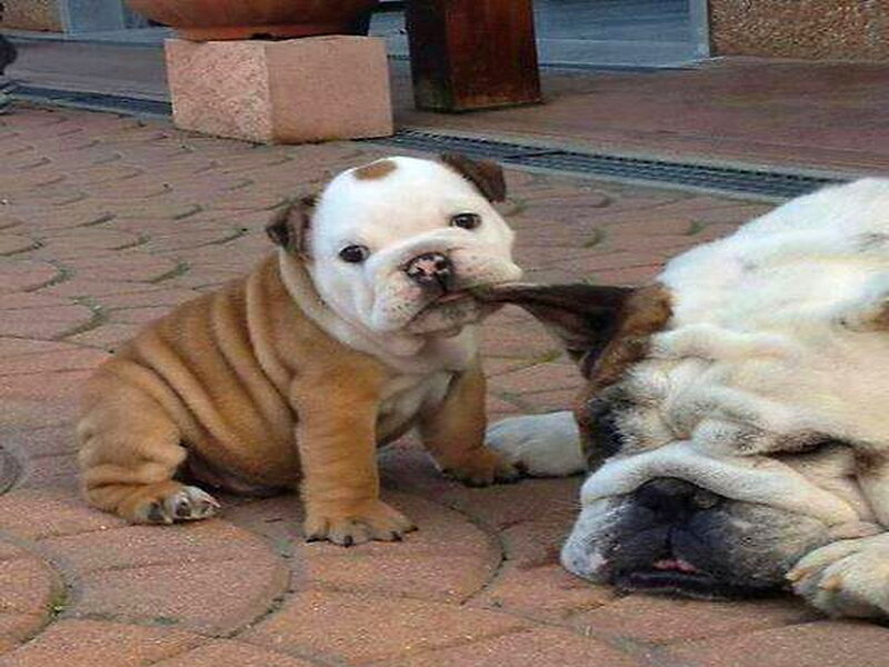 Bulldog Puppy Biting Ear