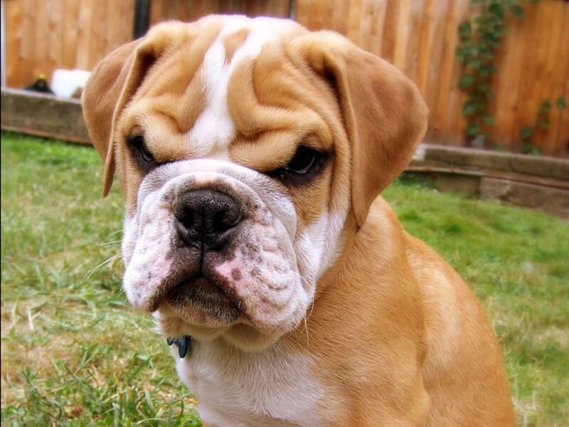 Bulldog Puppy — Brown, Calm, Afternoon