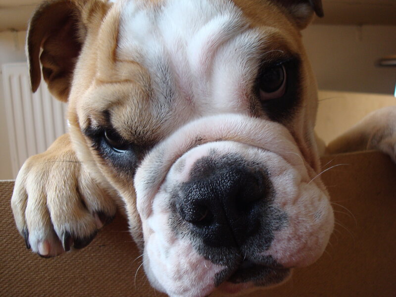Bulldog Puppy — Brown, Calm, Photograph, Paw