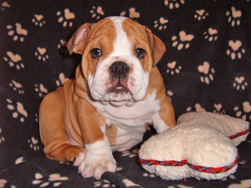 Bulldog Puppy — Brown, Calm, Photograph, Pillow