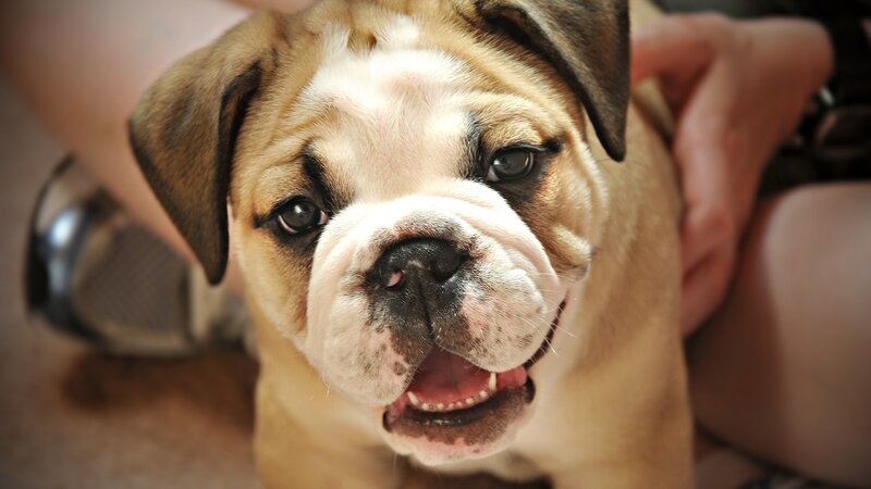 Bulldog Puppy — Brown, Calm