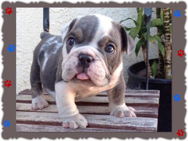 Bulldog Puppy — Brown, Playful