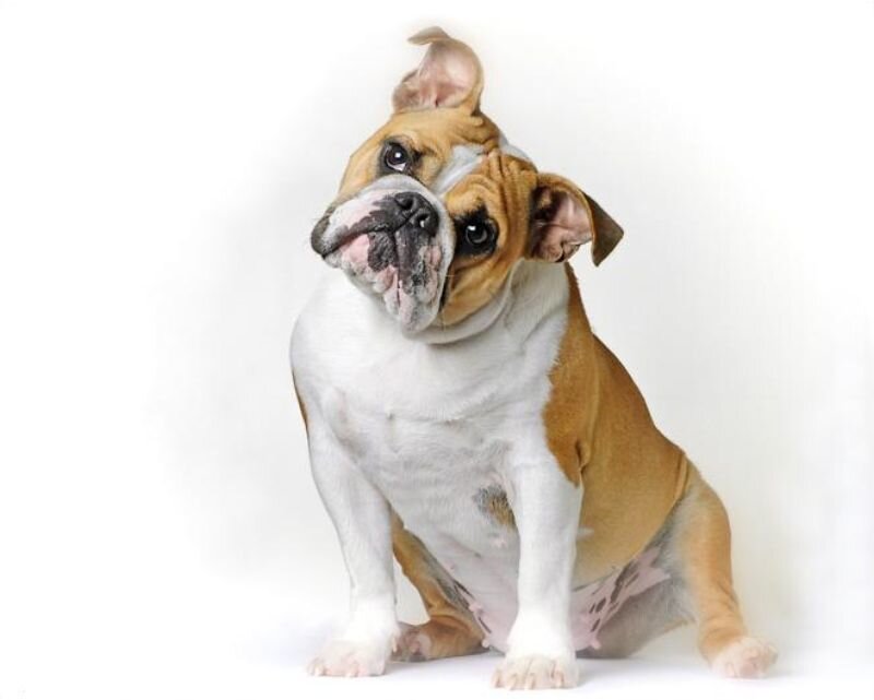 Bulldog Puppy — Brown