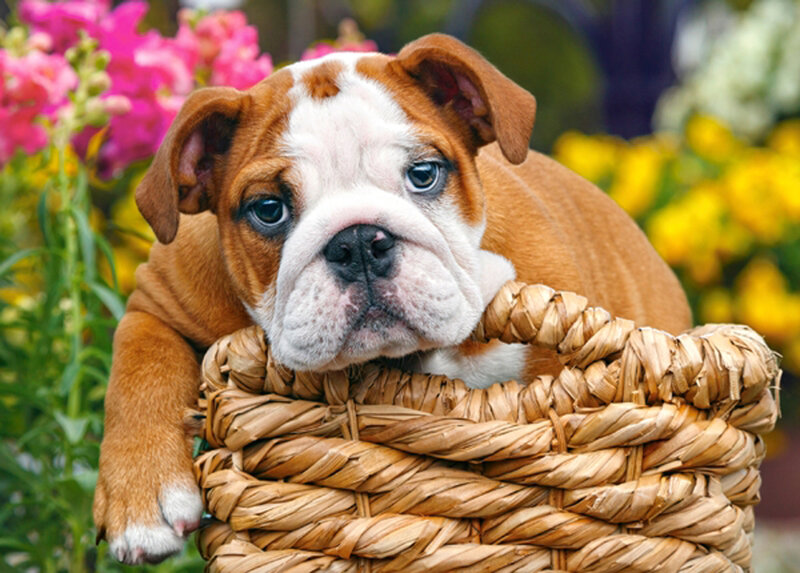 Bulldog Puppy in Basket — Brown