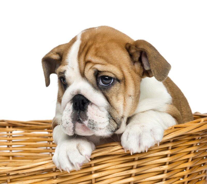 Bulldog Puppy in Basket