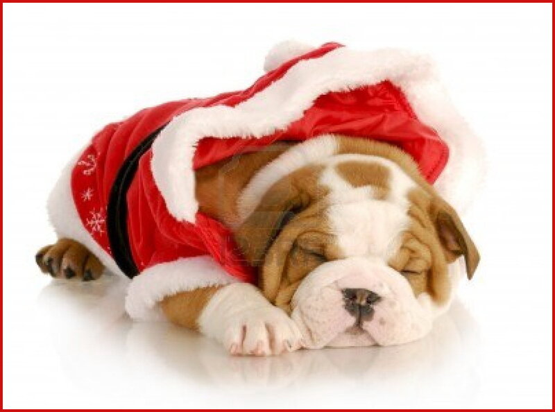 Bulldog Puppy in Costume