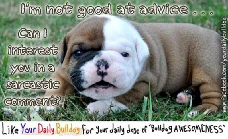 Bulldog Puppy in Grass — Brown